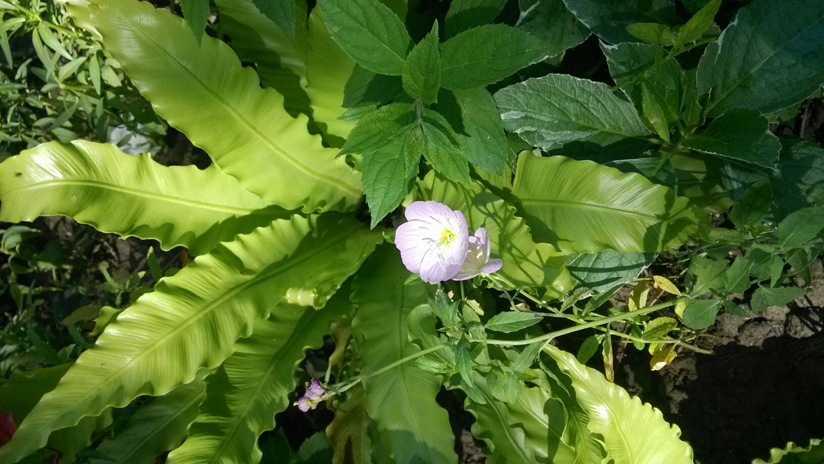 双乳被一左一右吃着动态图